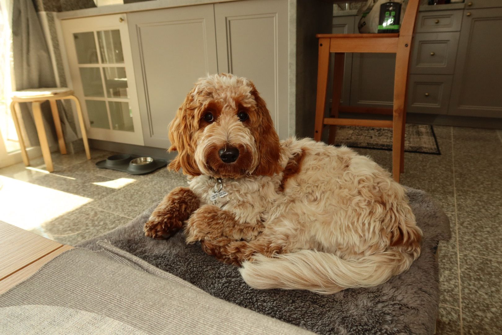 Szczenię po Rockim