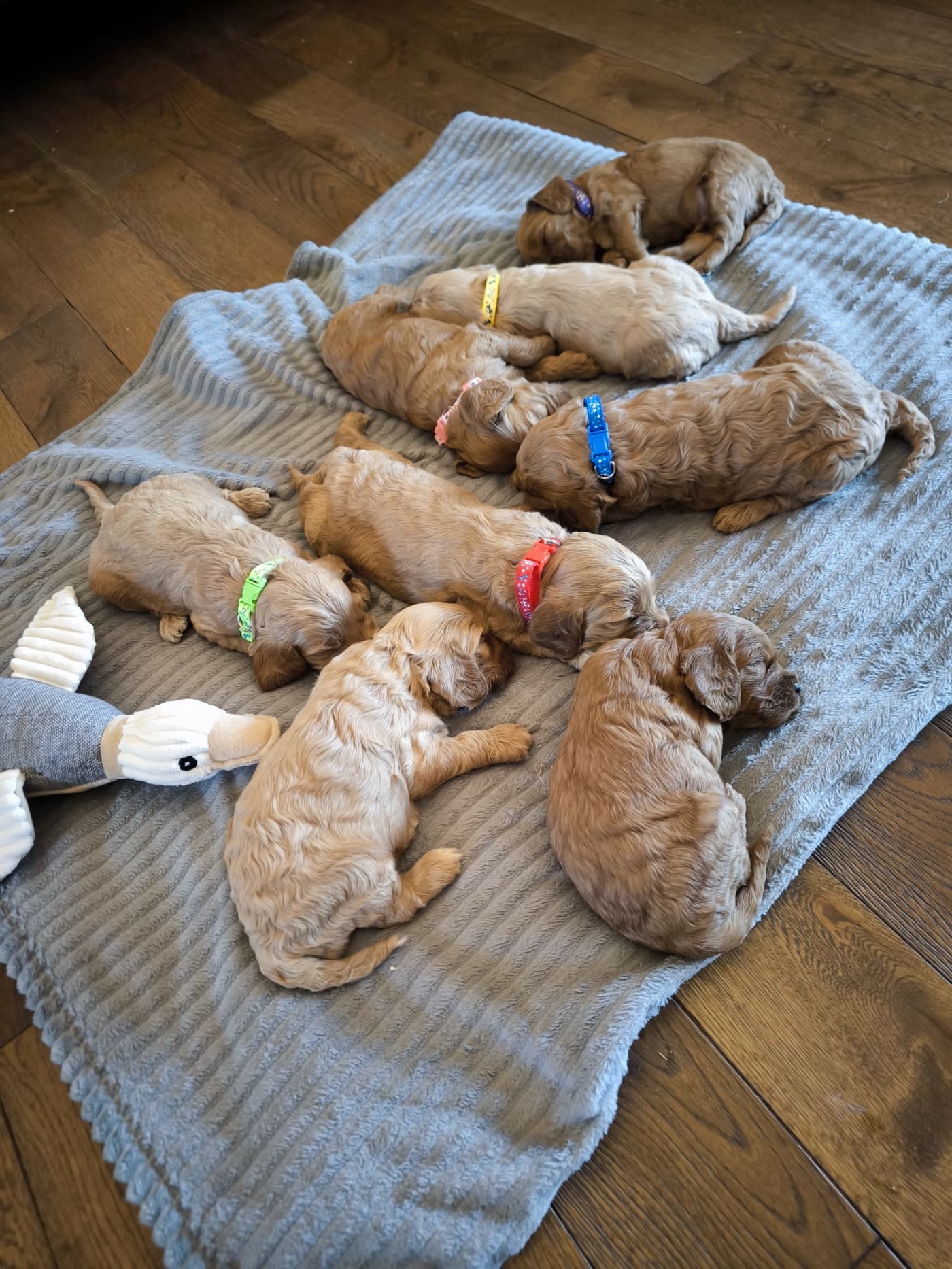 Miot cockapoo po Rockim