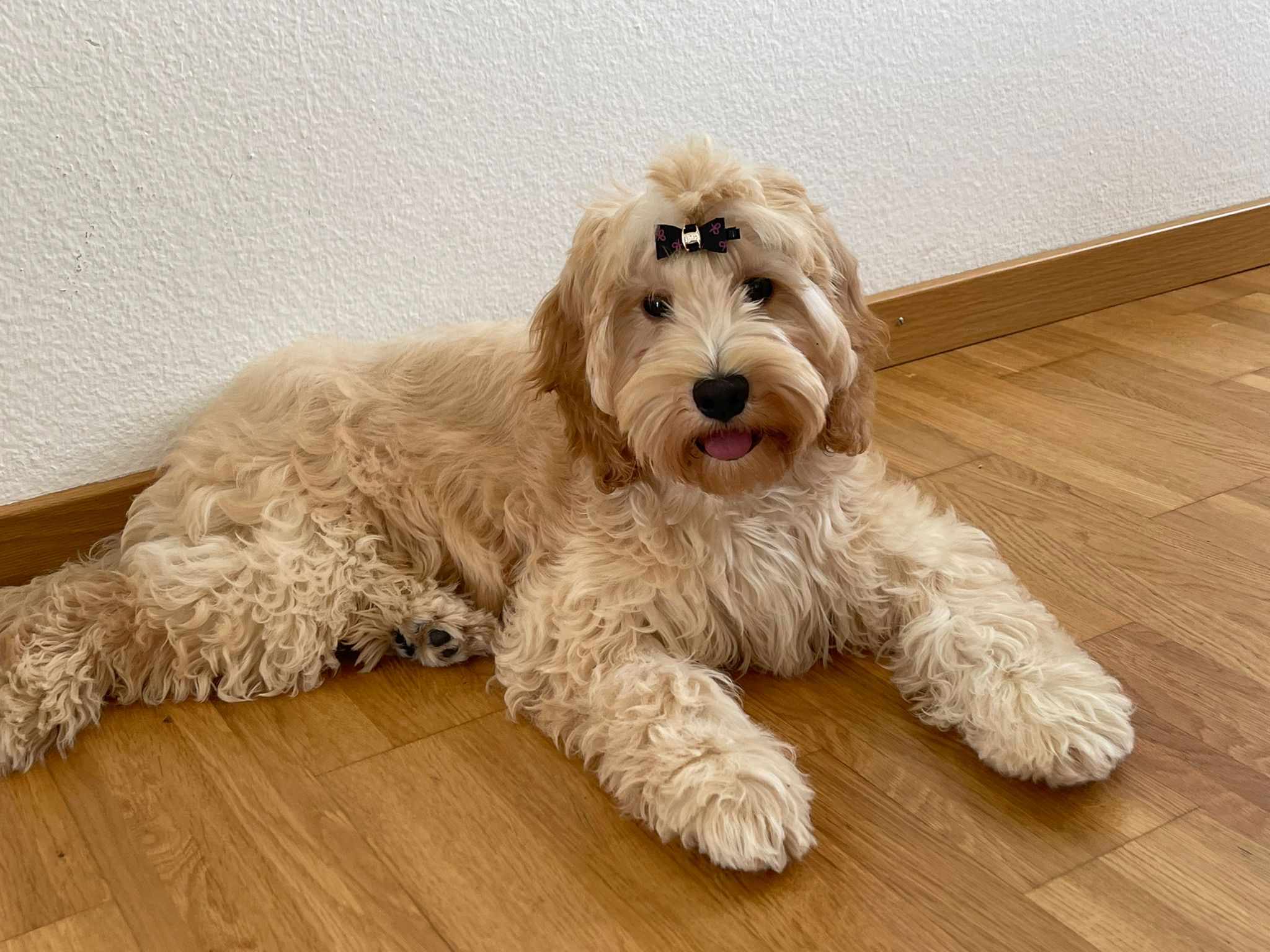 Szczenię po Rockim