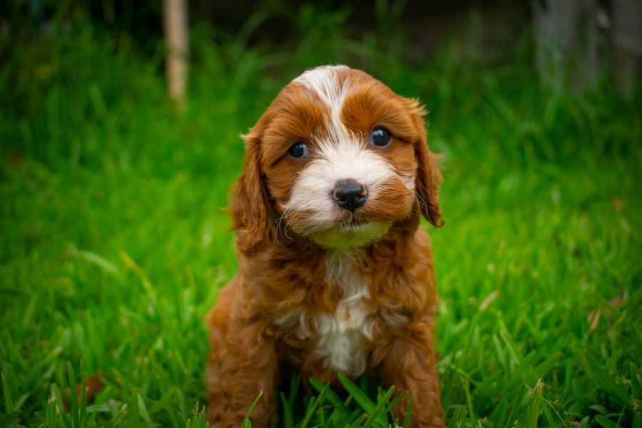 Cavapoo — pudel × cavalier