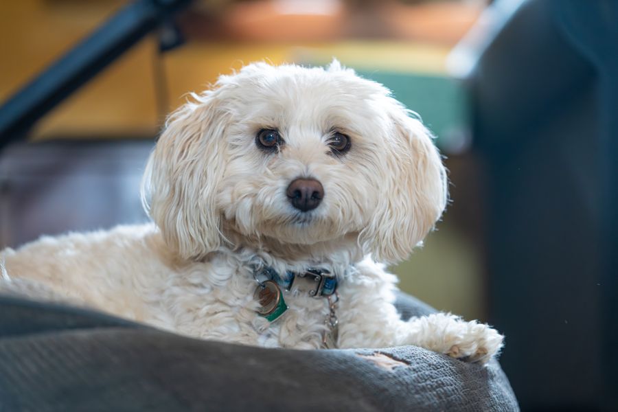 Maltipoo — pudel × maltańczyk