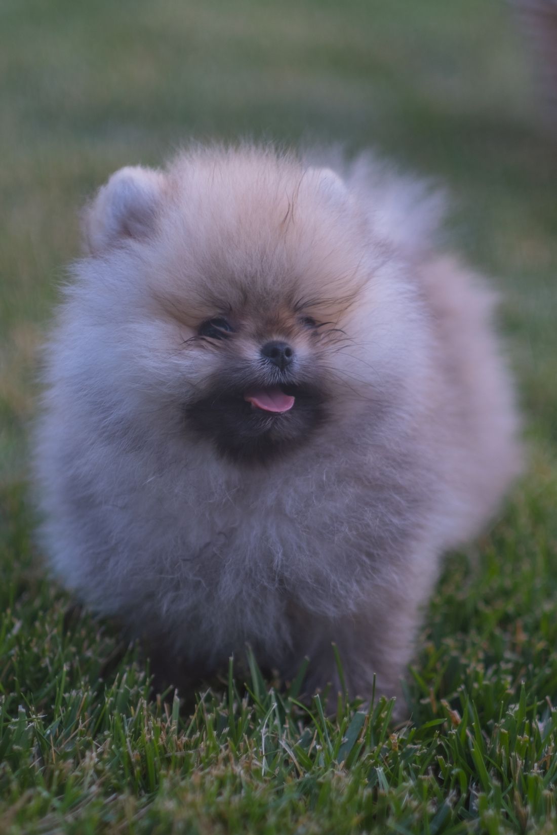 Pom-a-poo — pudel × pomeranian