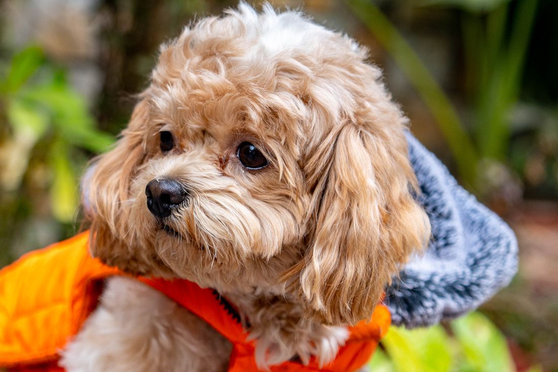 Shih-poo — pudel × shih tzu