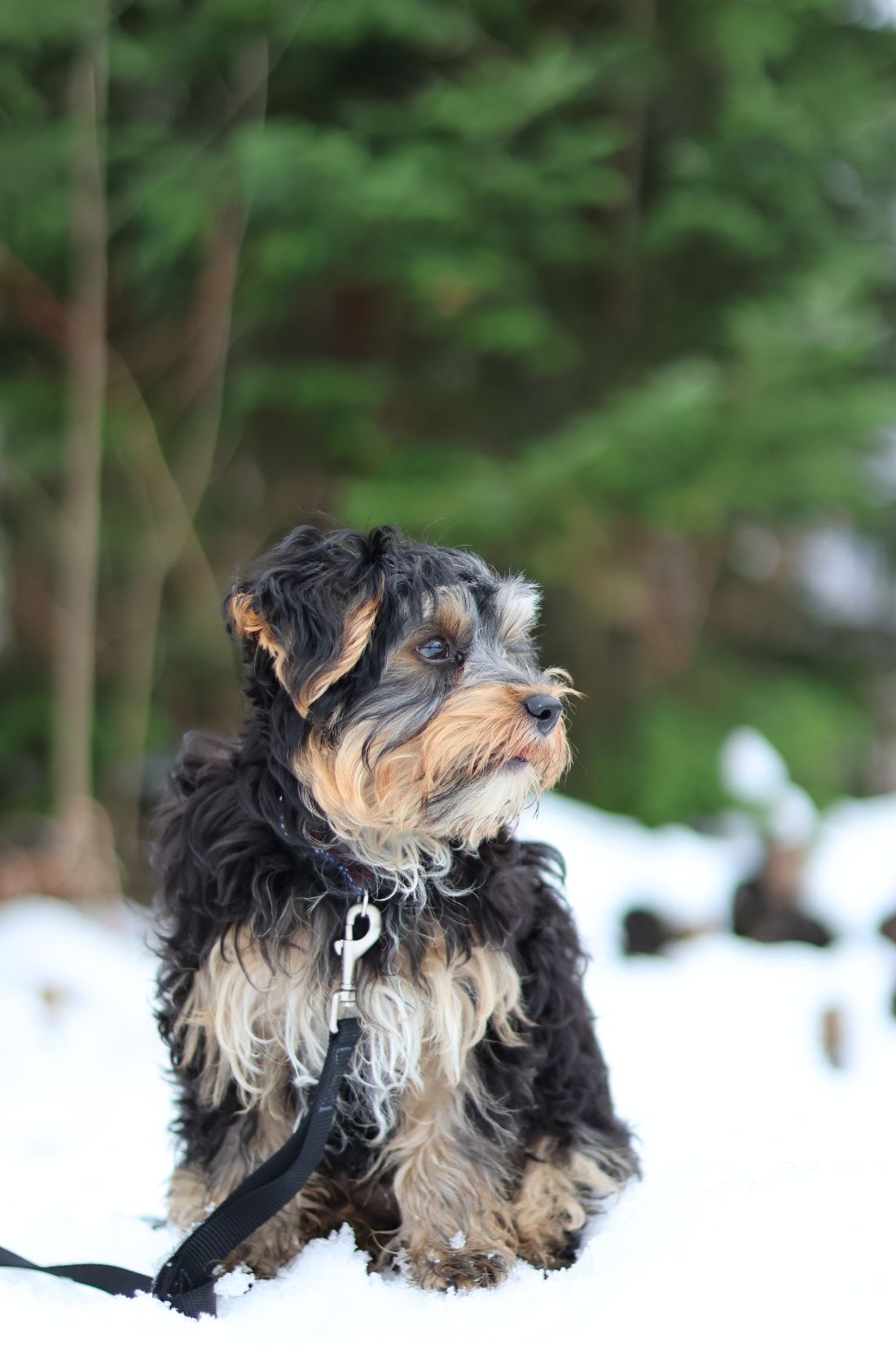 Yorkipoo — pudel × yorkshire terrier